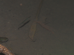 Dermogenys pusilla