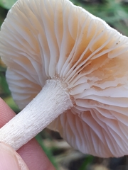 Hygrophorus hedrychii