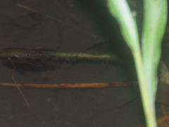 Trichopodus trichopterus