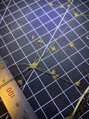 Juncus brachycephalus