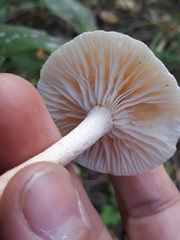Hygrophorus hedrychii