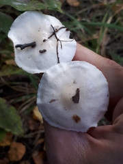 Hygrophorus hedrychii