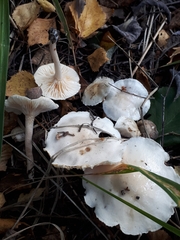 Hygrophorus hedrychii