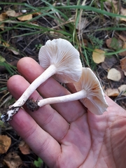 Hygrophorus hedrychii