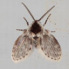 Lepiseodina conspicua