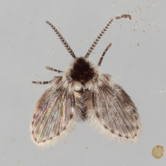 Lepiseodina conspicua