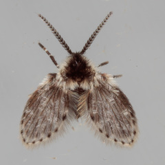 Lepiseodina conspicua