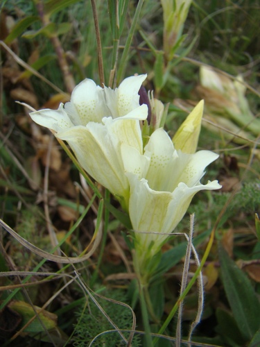 Gentiana gelida, photograph 2