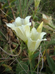 Gentiana gelida