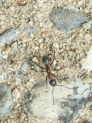 Formica rufibarbis