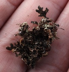 Xanthoparmelia stenophylla