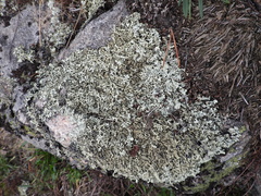 Xanthoparmelia stenophylla