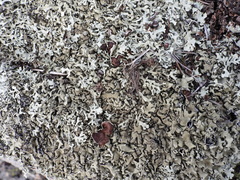 Xanthoparmelia stenophylla