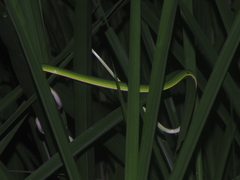 Ahaetulla mycterizans