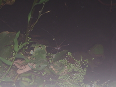 Dolomedes mizhoanus