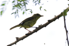 Vireo pallens