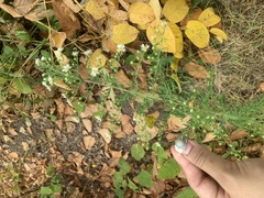 Symphyotrichum dumosum