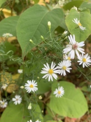 Symphyotrichum dumosum