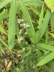 Symphyotrichum dumosum