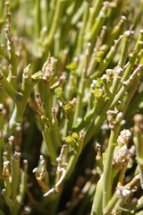 Euphorbia larica