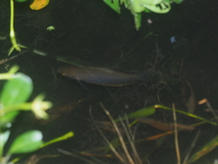 Trichopodus trichopterus