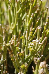 Euphorbia larica