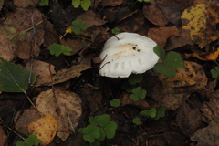 Tricholoma columbetta