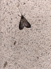 Pyrausta demantrialis