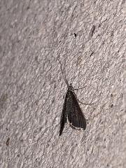 Pyrausta demantrialis