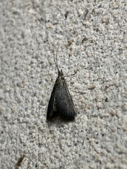 Pyrausta demantrialis