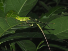 Bronchocela