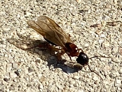 Camponotus clarithorax