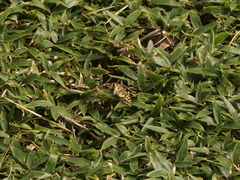 Papilio machaon hippocrates