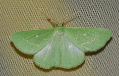 Thetidia smaragdaria
