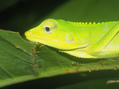 Bronchocela