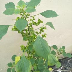 Acalypha indica indica
