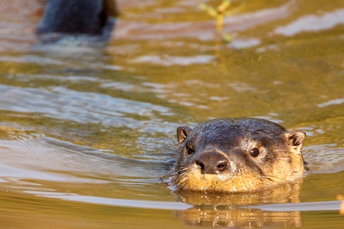 North American River Otter photographed in Georgia