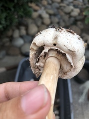 Chlorophyllum molybdites