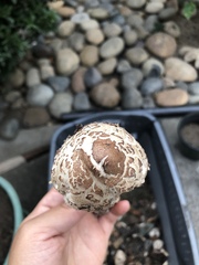 Chlorophyllum molybdites
