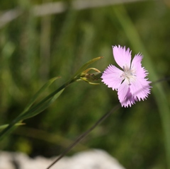 Dianthus rupicola