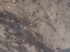 Macrobrachium sintangense