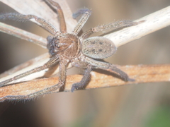 Heteropoda martinae