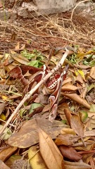 Rothschildia jacobaeae