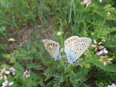 Polyommatus thersites