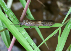 Pteronarcyidae
