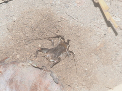 Tarbinskiellus portentosus