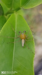 Oxyopes sunandae