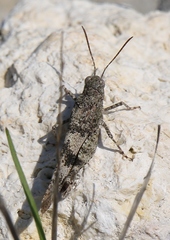 Oedipoda fuscocincta