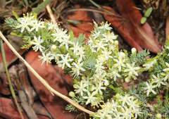 Asparagus flavicaulis