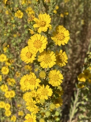 Deinandra floribunda